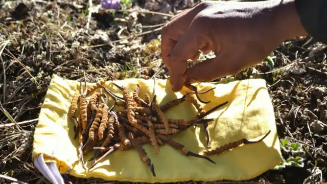 ६ महिना जीव र ६ महिना वनस्पति भएर रहने यार्सागुम्बाको, वनस्पति जीवित रहे प्राणी मर्ने र प्राणी जीवित रहे वनस्पति मर्ने स्वभाव हुने गरेको विज्ञहरु बताउँछन्।