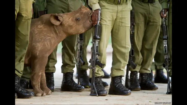 Black rhinoceros (Diceros bicornis) Location: Malilangwe Wildlife Reserve, Zimbabwe Photographer: Hilary O’Leary