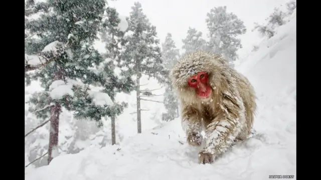 Japanese macaque (Macaca fuscata) Location: Jigokudani Monkey Park, Nagano Prefecture, Japan Photographer: Jasper Doest