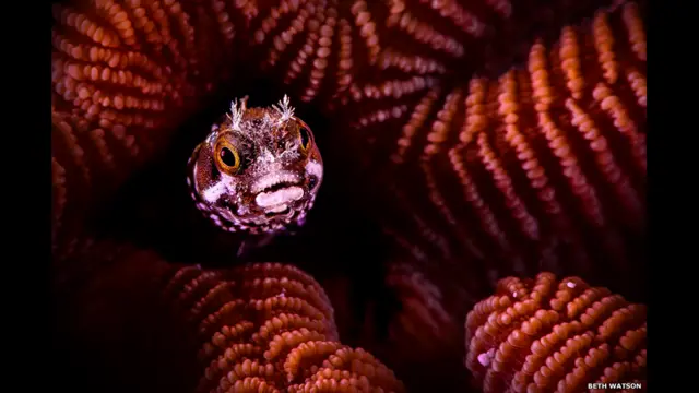 Spinyhead blenny (Acanthemblemaria spinosa) and stony coral (Colpophyllia sp.) Location: Bonaire, Caribbean. Photographer: Beth Watson