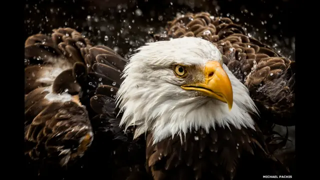 Bald eagle (Haliaeetus leucocephalus) Location: Memphis Zoo, Tennessee Photographer: Michael Pachis 