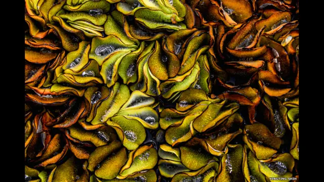 Kariba weed (Salvinia molesta) Location: Taoyuan, Taiwan Photographer: Yingting Shih