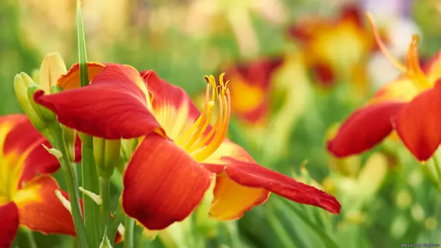 На выставке цветов в Хэмптон-корте. Фото Александра Баранова