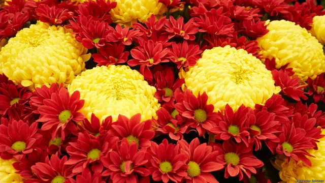 На выставке цветов в Хэмптон-корте. Фото Александра Баранова