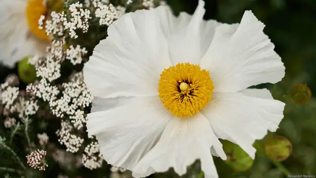 На выставке цветов в Хэмптон-корте. Фото Александра Баранова