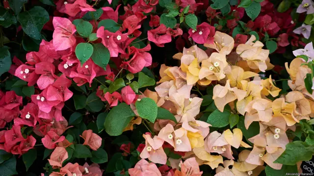 На выставке цветов в Хэмптон-корте. Фото Александра Баранова