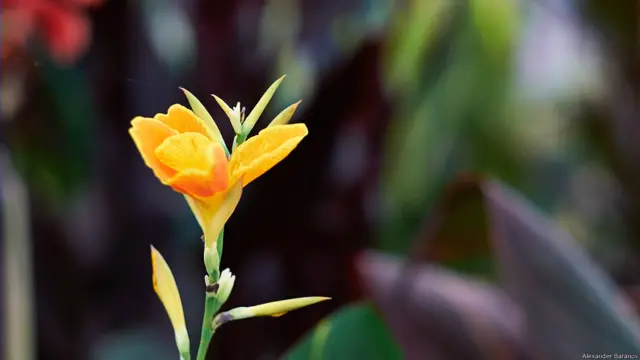 На выставке цветов в Хэмптон-корте. Фото Александра Баранова