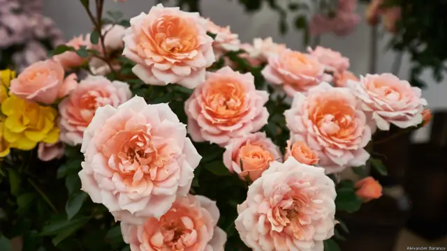 На выставке цветов в Хэмптон-корте. Фото Александра Баранова