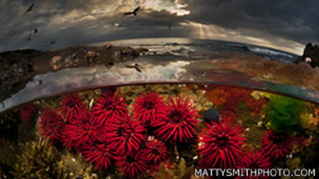 Espectaculares imágenes divididas por la superficie del agua