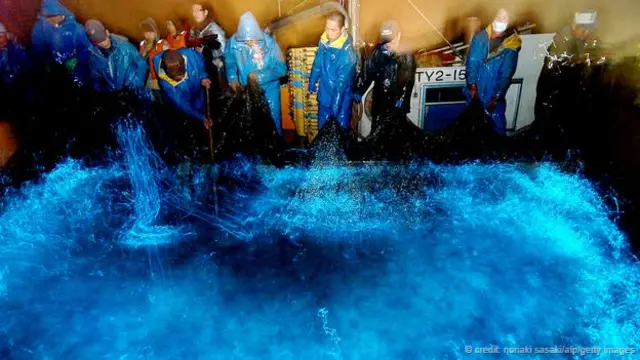 渔民在收回打捞上来的荧鱿