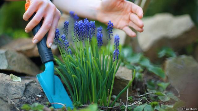 Persona arreglando su jardín. 