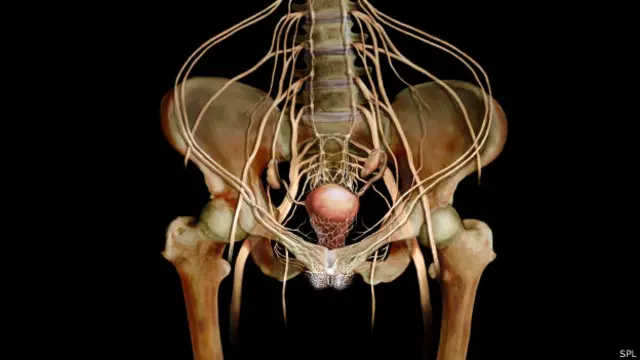 La vagina y el clítoris tienen distintas rutas para transportar las sensaciones hacia el cerebro.