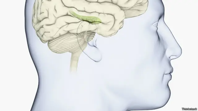 Гиппокампы (помечены зеленым)