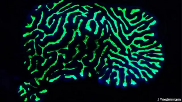 شعاب مرجانية من مياه البحر الأحمر الضحلة تتوهج باللون الأخضر الفلوري مثل هذه الشعبة المرجانية التي تدعى بلاتيجيرا