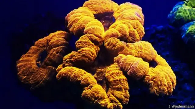 لمعان الشعاب المرجانية يتغير من اللون الأخضر إلى اللون الأحمر عندما تتعرض لضوء الأشعة فوق البنفسجية