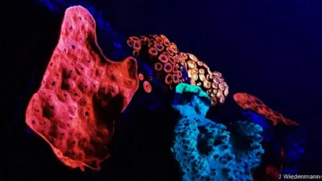 اكتشفت هذه الشعاب الوهاجة ضمن شعاب البحر الأحمر الضاربة في عمق مياهه