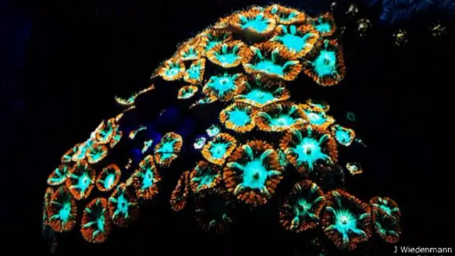 الشعاب المرجانية من هذه النوعية من الشعاب توجد على عمق 50 مترا