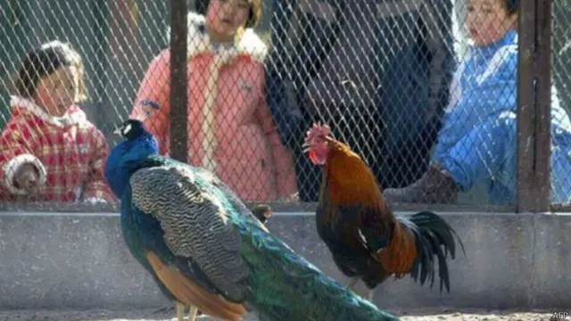 चिड़ियाघर, चीन