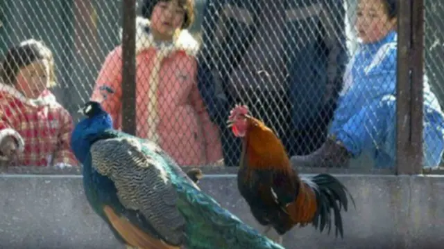 پارک میں کیمرے لگائے گئے ہیں جن کے ذریعے وہاں کام کرنے والے اہلکار جانوروں کے رویے کا مشاہدہ کرینگے