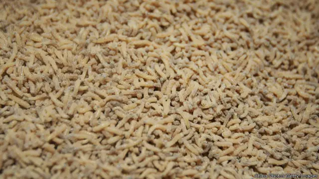 Личинки мух