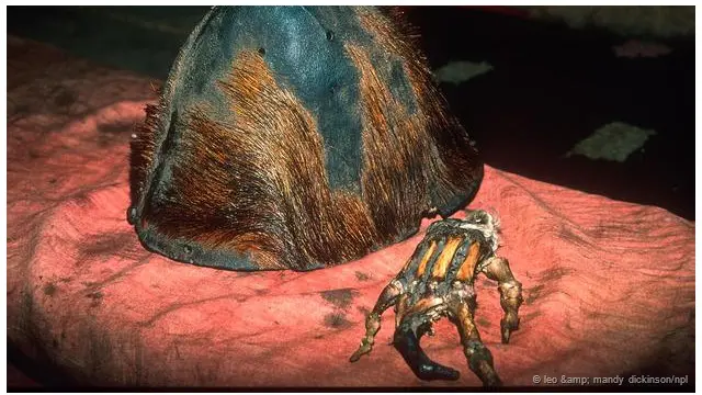 Apakah Yeti Himalaya sebenarnya binatang? - BBC News Indonesia