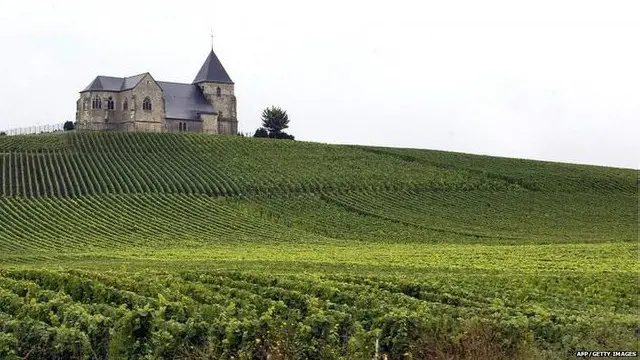 ladang anggur di Epernay, Champagne