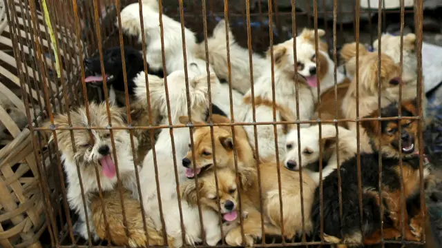 kedi ve köpek yiyen çinliler