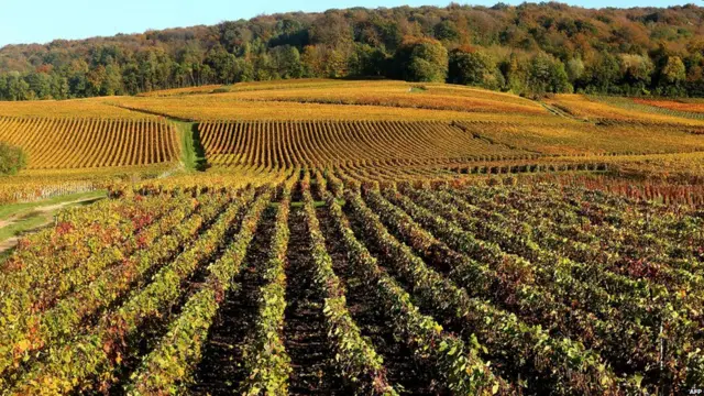 Qizil eshak bilan qoramagiz