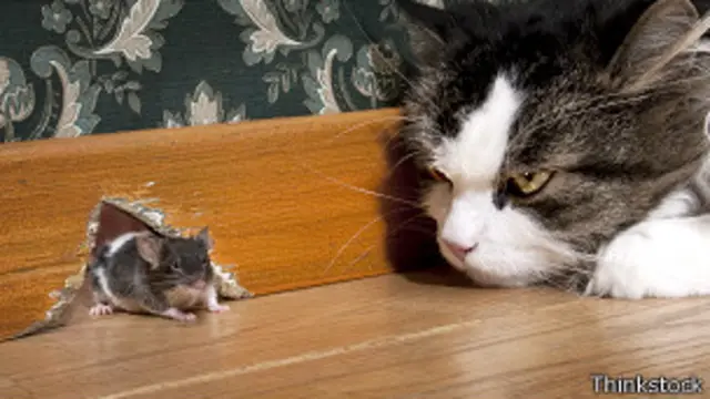 Gato y ratón