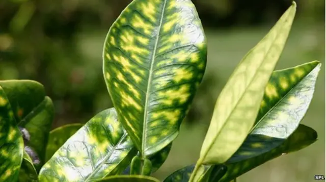 Las hojas de las plantas enfermas se van llenando de manchas.