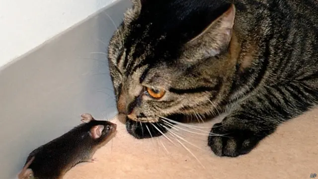 Кошка и мышь