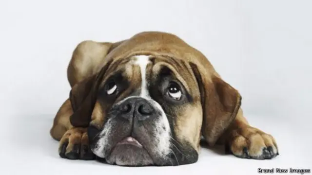 تميل الكلاب للتصرف بسلبية تجاه من تراه يرفض مساعدة أصحابها