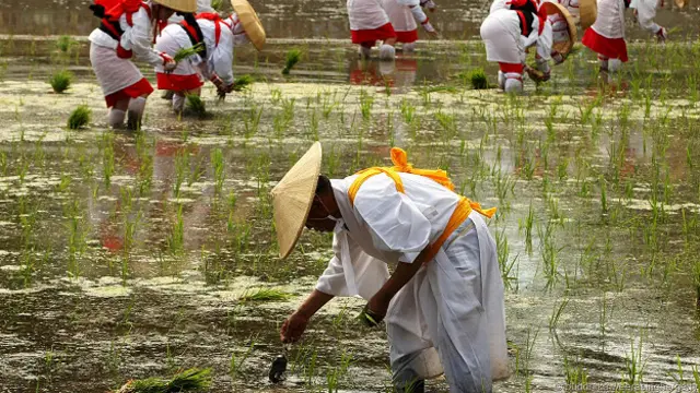 Ритуал посадки риса в Осаке