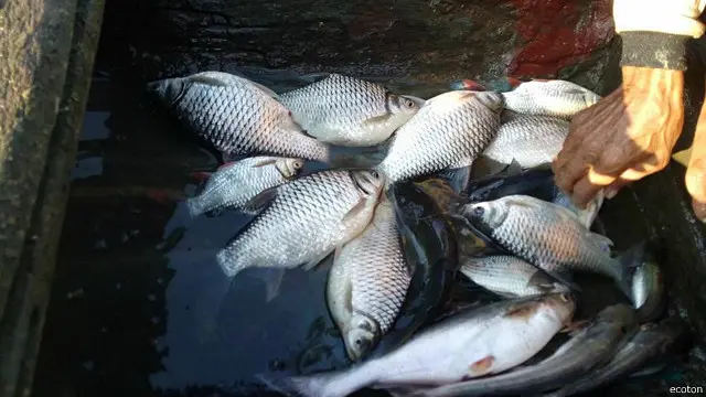 Melalui negosiasi yang panjang dan melibatkan berbagai instansi, model ini didukung pemerintah Jawa Timur, dengan lahirnya Peraturan Gubernur pada Maret 2014 lalu tentang suaka ikan di sebuah ruas Kali Surabaya bagian hulu yang melewati kawasan sembilan desa.