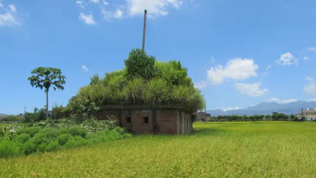 宜蘭南機場風向觀察堡如今湮沒在雜草之下