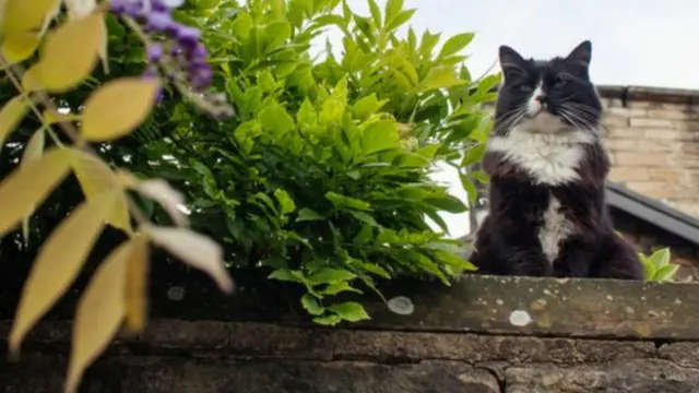 බළලුන්ගේ මුත්‍රාවල අඩංගු මේ රසායනය ළදරු මීයන් ස්පර්ශ කළ හොත්, පසු කලෙක ඔවුන්ට බළලුන් ගේ සුවඳ දැනීමේ හැකියාව අඩු වන බව පර්යේෂණයකින් හෙළි වී තිබේ