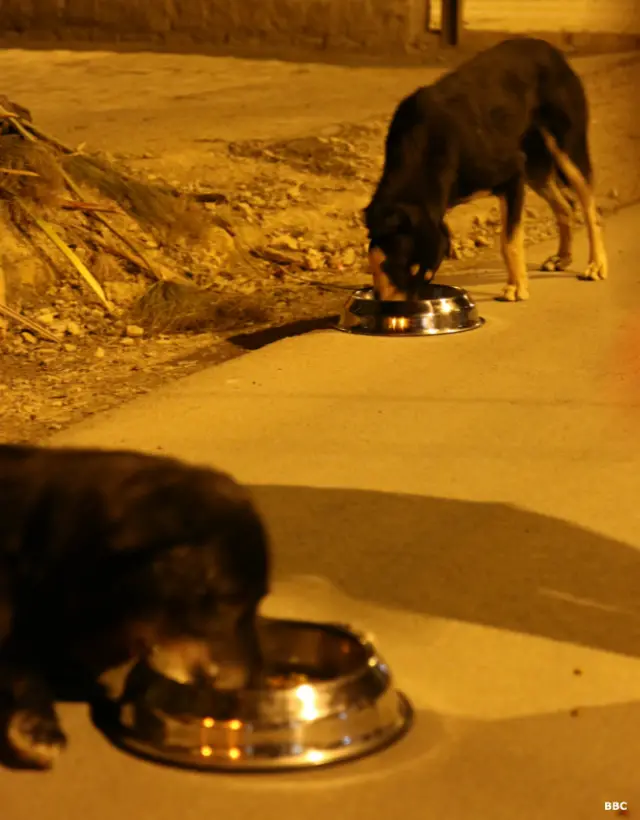 Perros comiendo