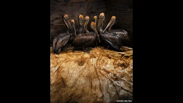 डेनियल बेल्ट्रा, ऑयल स्पिल