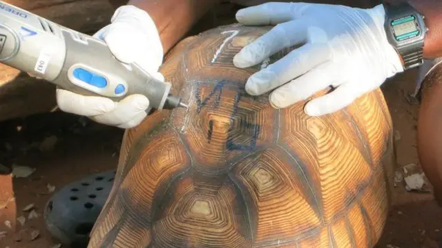 保护人员采取极端措施:给犁头龟毁容--在龟壳上刻字。