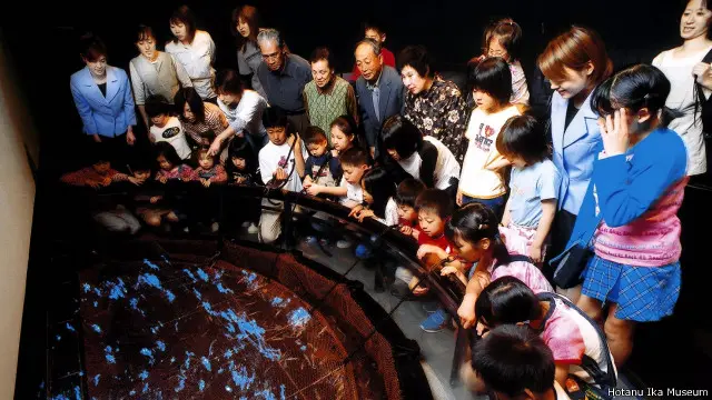 museum hotaru ika