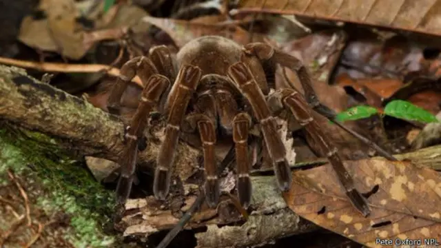 يصل حجم أكبر عنكبوت مُسجل من النوع آكل الطيور، إلى حجم أحد الصحون التي نتناول فيها وجبة العشاء