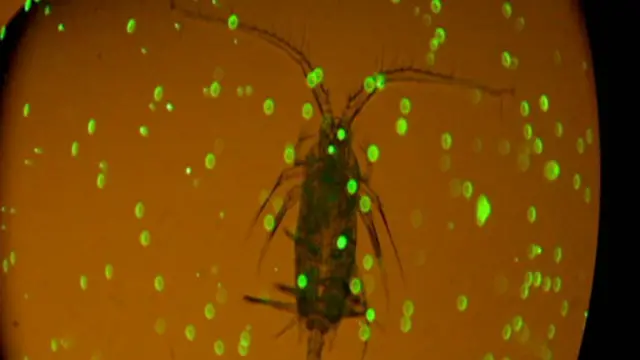 Imagens foram captadas dentro de uma gota d'água observada em um microscópio