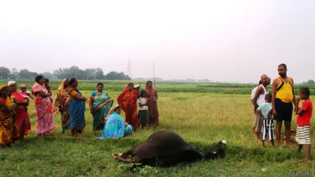 बिजली गिरने की वजह से मरा जानवर