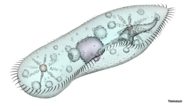 Organismo unicelular