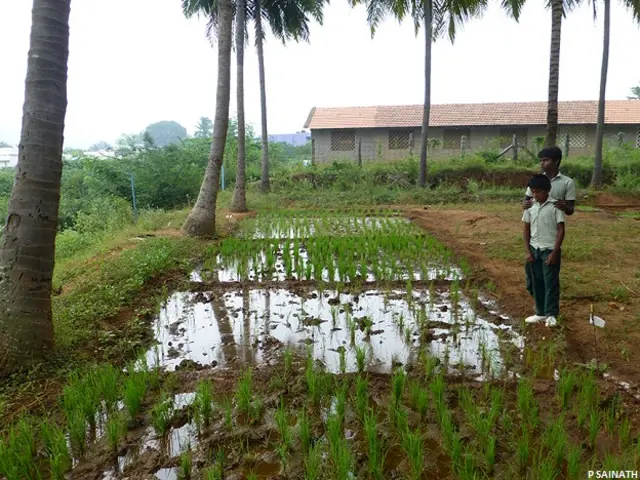 धान के खेत