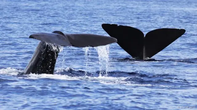 抹香鲸依靠尾鳍上特有的标记来识别