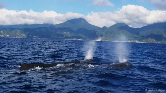 本抹香鯨　素材　245g 東さ7-0811③ 本抹香鯨 素材 245g 東さ7-0811③ 本抹香鯨 素材 245g 東さ7-0811③ 本