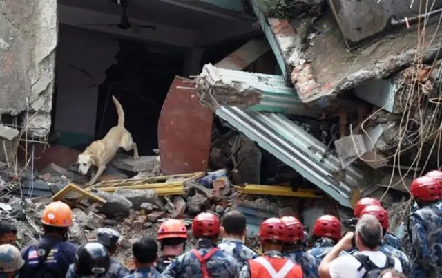 搜救犬在尼泊尔地震废墟中