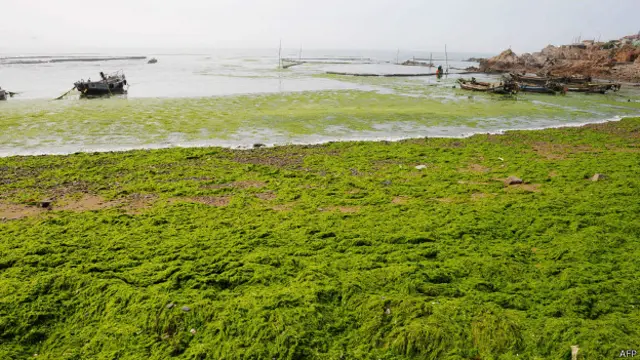 Пляж в Китае, затянутый зелеными водорослями