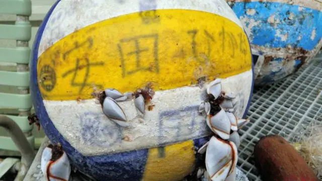 Terbawa tsunami-bola dengan nama Yasuda Hikaru ini bertuliskan kata "cahaya" di atasnya dan ditemukan di pantai selatan di Hawaii pada 2013 © Noni Sanford/ Volcano Volunteers